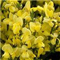 Cytisus praecox Allgold Pot C3.6L **Genêt précoce jaune**