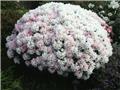 Rhododendron yakushimanum Porzellan 60 70 Pot C10L