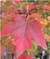 Acer rubrum October Glory Haute Tige 25 30 Motte ** Forte plante; belle charpente **