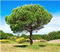 Pinus pinea Haute Tige 30 40 Pot C230/375 L **Plante XXL ** Véritable Pin Parasol **