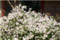 Azalea japonica Encore® Pure White Pot C3
