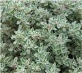 Thymus citriodorus Silver Queen Pot P35cm - thym citron argenté