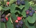Amelanchier alnifolia Saskatoon Berry  25 30 cm Pot P11