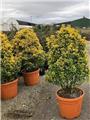 Euonymus japonicus Aureomarginatus 100 125 Pot C25 ** Plante XXL : bien dense **