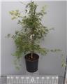 Acer palmatum Dissectum Viridis 100 125 ramifié Motte