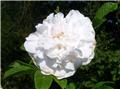 Rosier Rosa rugosa Double De Coubert (Blanc)