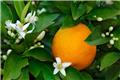 Citrus sinensis Arancio Tige 20 cm Pot C4 ** Véritable oranger **