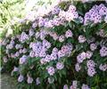 Rhododendron Blue Peter 50 60 xxl