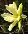 Magnolia stellata Gold Star Pot C5