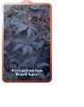 Acer palmatum Black Lace pot de 3 Litres 40+