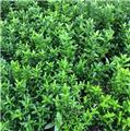 Euonymus japonica Microphyllus 25 30 cm Pot P15 / C2.5 ** Alternative aux buis ** REMISE A PARTIR DE 30 plantes **