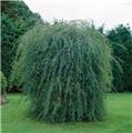 Salix purpurea Pendula Tige 100-120 cm Pot C15 * Saule pleureur nain **