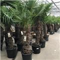 Trachycarpus Fortunei Pot 55 1 Tronc 100 120 cm