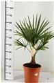 Trachycarpus Fortunei Pot P20 50 60 cm 1 tronc