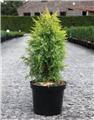 Juniperus communis Gold Cone Pot C10L 60++