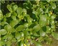 Portulaca oleracea Pot C1.5 ** Pourpier maraicher **