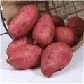 Ipomoea batatas Murasaki Pot C1.5 ** patate douce rouge **