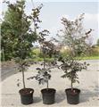Fagus sylvatica Purpurea 150 175 Pot C12L ** En pot : se plante toute l´année **