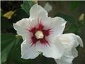 Hibiscus syriacus Red Heart Pot C3.6
