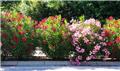 Nerium oleander Emilie Buisson fort 125 150 Pot P30 - laurier rose