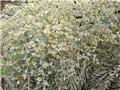 Euphorbia characias Silver Swan Wilcott ® Pot C2