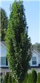Quercus palustris Green Pillar Baliveau 300 400 cm Motte