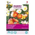 Pavot D´Islande - Buzzy Poppy Flowers