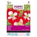 Pavot Drapeau Danois - Buzzy Poppy Flowers