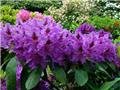 Rhododendron Lee S Dark Purple 080 100 Pot C18