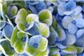 Hydrangea macrophylla Magical® Revolution Blue Pot P23 cm - C5Litres
