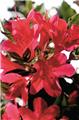 Azalea japonica Encore® Ruby Pot C8