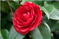 Camellia japonica Docter Louti Pot C7.5 ** 7 ans **