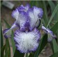 Iris germanica Autumn Circus Pot C2.5L ** Bleu **