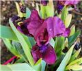 Iris pumilia Rangerette (Rouge) Pot C2.5L