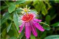 Passiflora caerulea Anastasia Pot C2Litres ** Fleurs de la passion Rose **