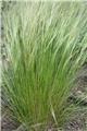 Stipa tenuissima Ponytails Pot P17 cm ***Cheveux d´Ange***