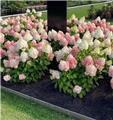 Hydrangea paniculata Living Pinky Promise Pot C5Litres