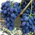 Vitis vinifera Galanth Pot C3 ** Peu de pépins, gout muscat, très résistante aux maladies.** ** Greffé / pied américain **