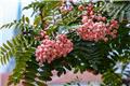 Sorbus arnoldiana Pink Veil Demi Tige tronc 150 cm Pot C12 ** Baies roses **