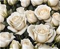 Rosier Wedding Rose Pot 15-17 cm - Blanc -