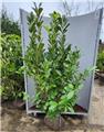 Prunus laur Rotundifolia 175 200 FORT XTRA Motte *** Remise importante à partir de 10 plantes **