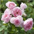Rosier L Autre Rose ® Pot C5Litres  **Parfumé**