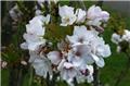Prunus serrulata Amanogawa 60 80 cm Pot ** Bien ramifié **