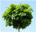 Quercus palustris Green Dwarf Haute Tige 6/8 Ht +/- 180 cm Pot C20