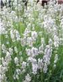 Lavandula angustifolia Hidcote White Pot C5-P23