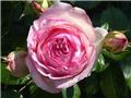 Rosier Pierre De Ronsard ou Eden Rose Grimpant Pot C3