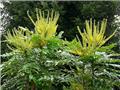 Mahonia japonica ou bealei 40 60 cm Pot