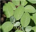 Salvia officinalis Pot P15 cm  ** Sauge condimentaire **