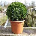 Euonymus japonica Green Spire Boule 40 45  Pot C25