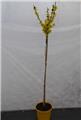 Forsythia intermedia Spectabilis Tige 100 cm Pot P30